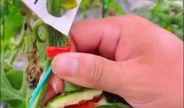 瓜视频,揭秘娱乐圈幕后故事，带你走进明星真实生活